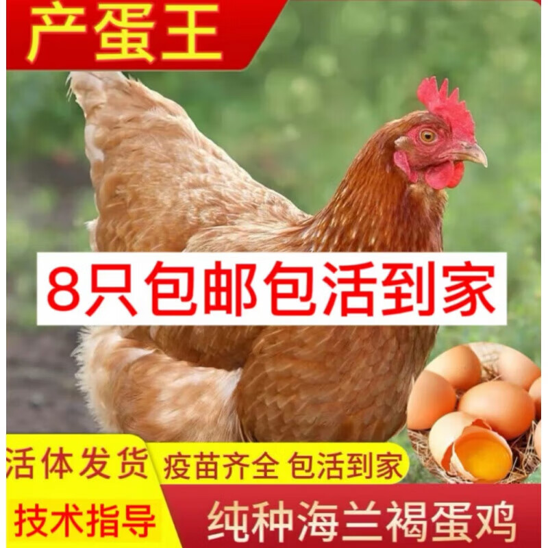 达泽侠纯种散养海兰褐鸡8只活苗高产蛋下蛋鸡海兰褐活体土鸡脱温半大