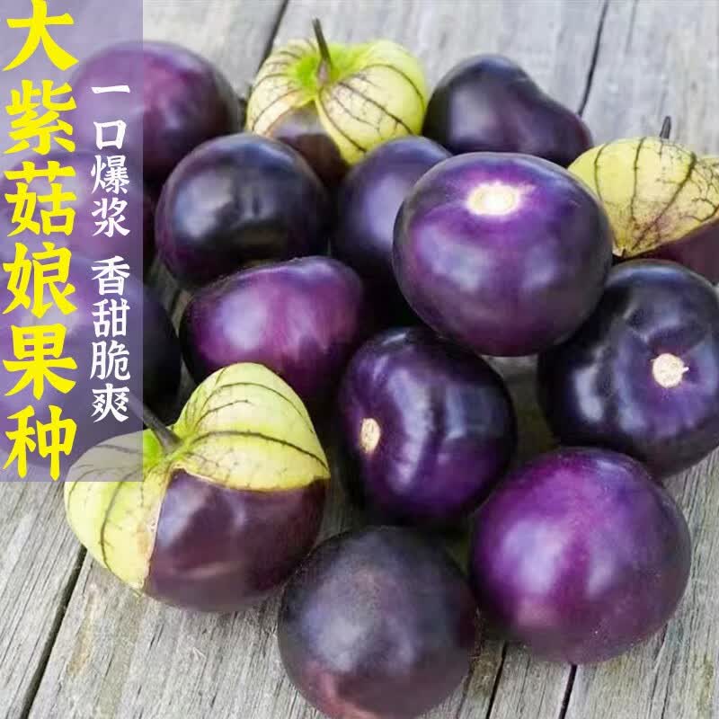 种菜记紫姑娘果种子东北大鼻子紫菇娘果籽灯笼果种籽孑四季阳台盆栽