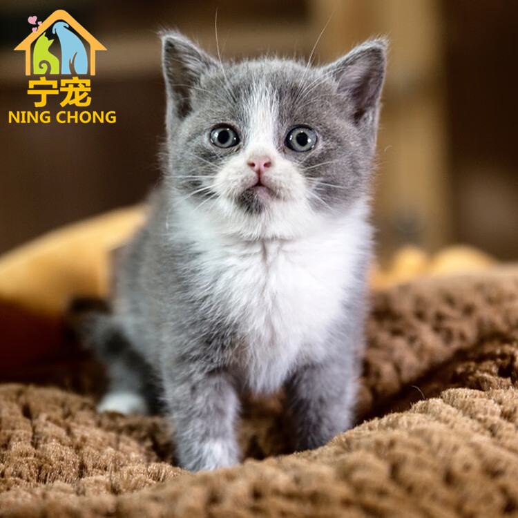 宁宠英短蓝白蓝猫幼崽幼猫活体宠物猫咪活体猫咪折耳猫小猫英国短毛猫