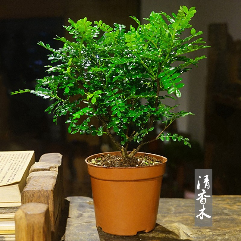 老桩室内驱蚊虫木本花卉植物树苗四季常青造型盆景绿植 清香木3年苗