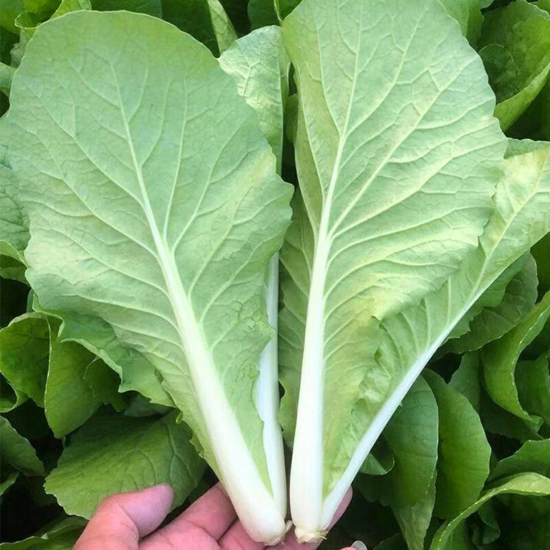 三千苗 奶油小白菜种子快菜种籽早熟四季播春夏秋冬阳台盆栽农家蔬菜