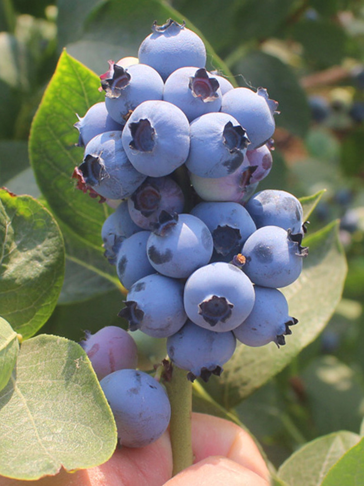 特大果蓝莓苗(兔眼)蓝莓树苗耐寒高产盆栽地栽果树苗当年结果 10年苗