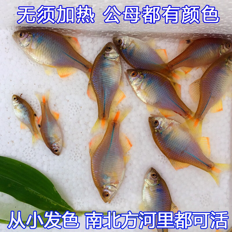 淡水中华彩石鳑鲏冷水旁皮小型原生观赏鱼活体不用加热耐养除藻 5-6厘米中华彩石12条包活10条