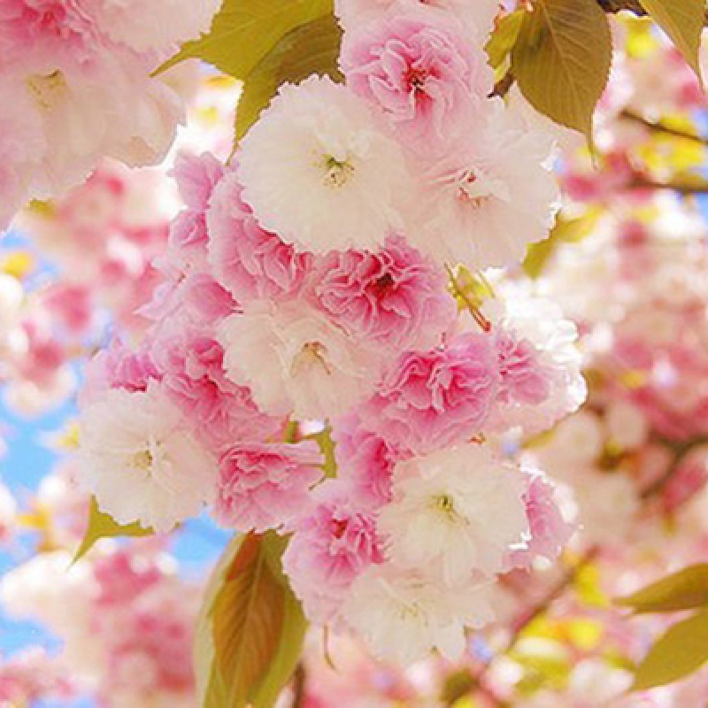 森淼  樱花苗樱花树苗日本樱花小苗嫁接早樱晚樱盆栽庭院绿化苗当年