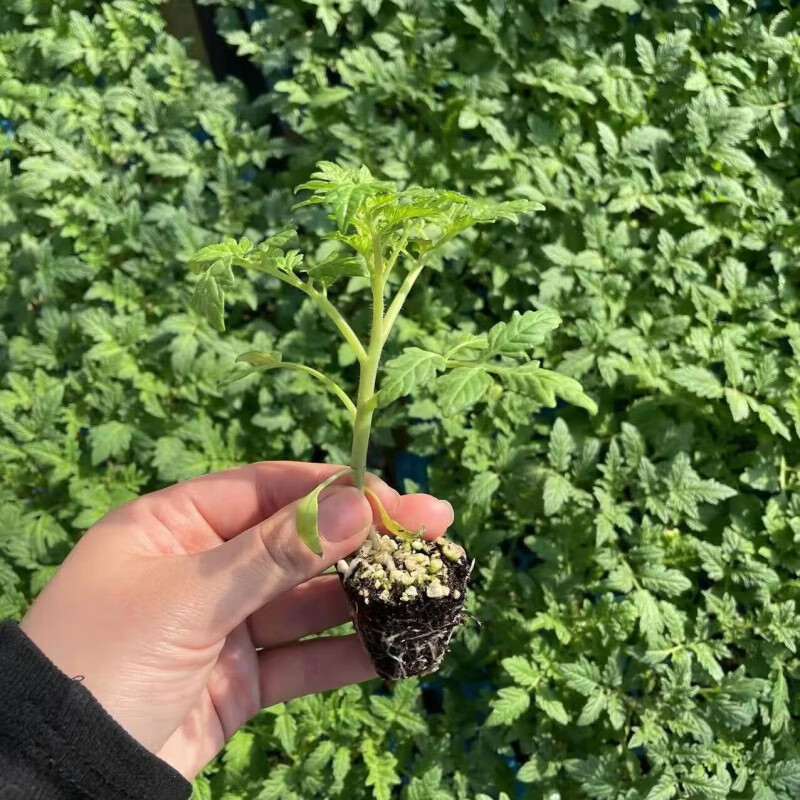 youzhong圣女果台湾千禧小番茄种子爱情果西红柿种籽四季樱桃阳台