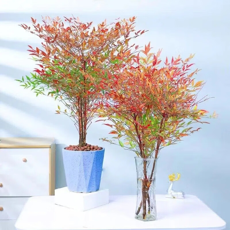 素蜜水培室内植物盆栽火焰办公室内南北方水培花卉绿植 南天竹  30-40