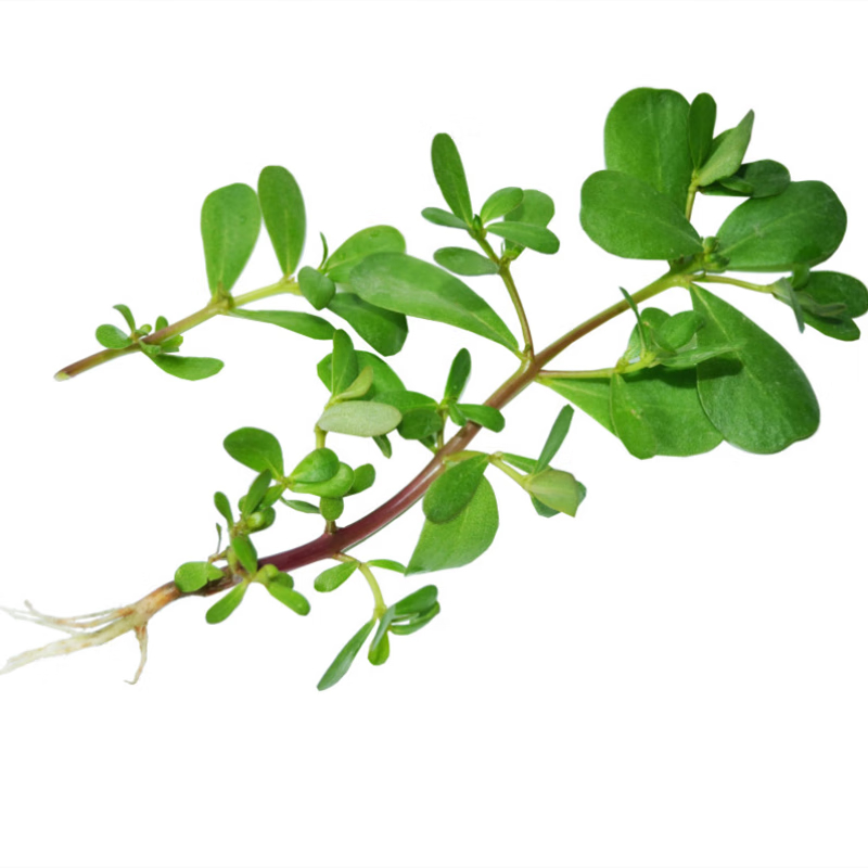 壹果万麦马齿苋菜新鲜现挖马齿菜马蜂菜野菜马苋菜马齿笕蚂蚱菜 3斤装