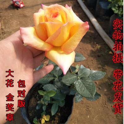 花月季黑魔术浓香玫瑰花苗切花香水月季盆栽带花苞花期长 金奖章壮苗