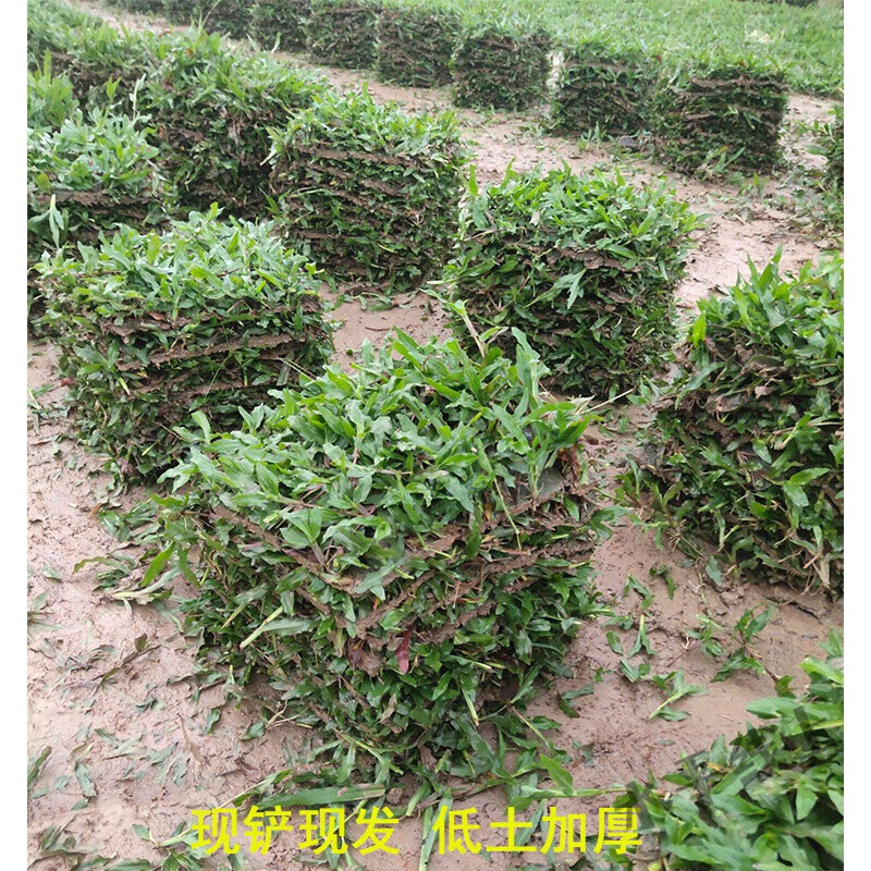 smvp大叶油草皮带泥土四季常青长不高耐踩踏草坪庭院小区绿化蓝丽雅