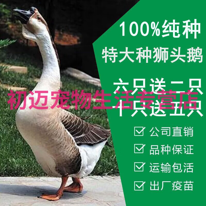 淼然阁鹅活苗狮头鹅活苗狮头鹅活苗特大鹅苗狮头鹅鹅苗鹅苗活体