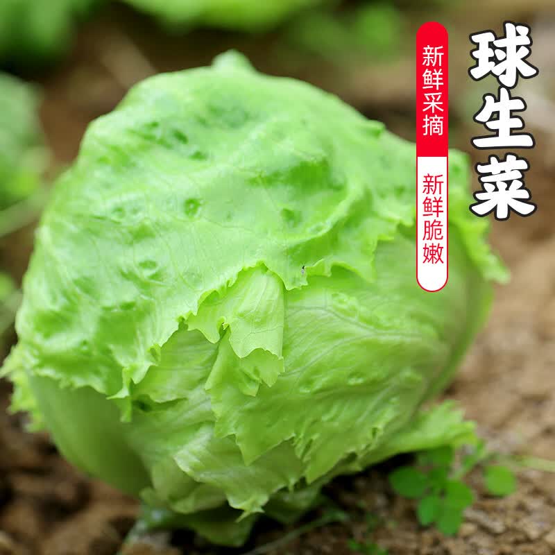 密水农家本地自种圆生菜1个 鲜摘球生菜 新鲜时令蔬菜