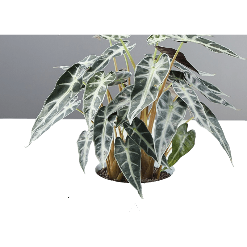索尔诺维洛家 花架子阳台栏杆家用装饰置物铁艺护栏创意简约花盆挂架多肉绿萝户外阳台多功能置物花架 白色-2支装