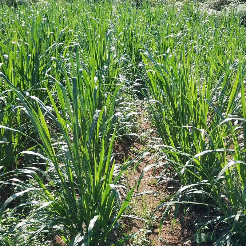 桂牧一号牧草种节增润杂交象草种子多年生四季高产草籽南方养殖草籽子
