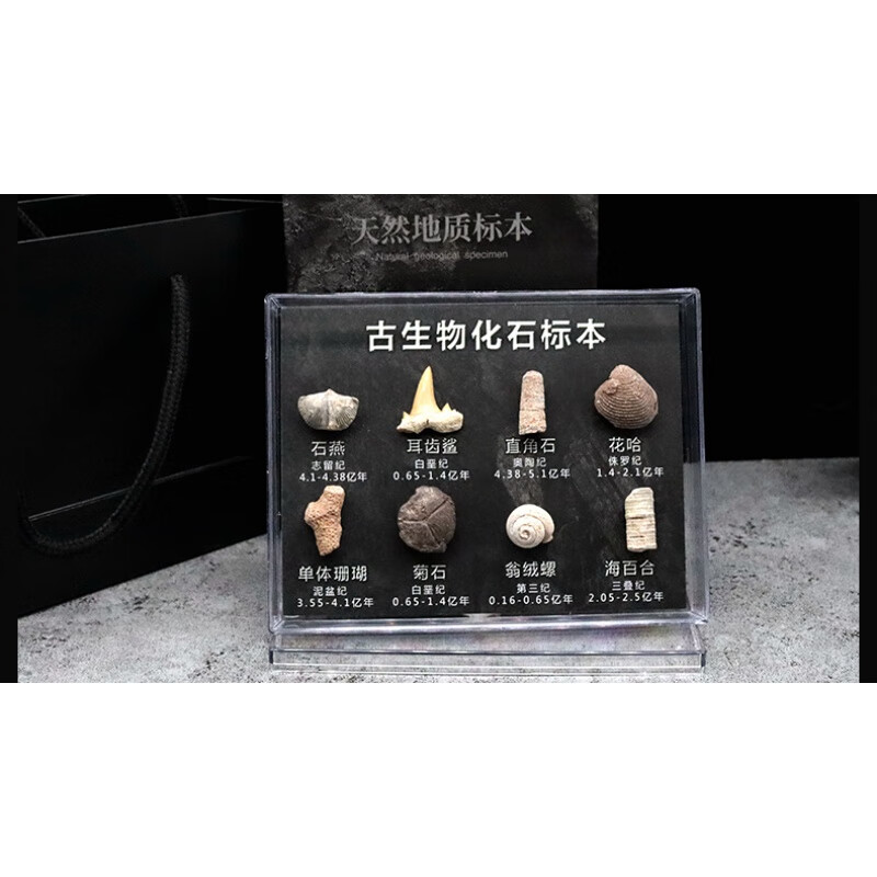 天然化石矿石陨石牙齿植物狼鳍鱼昆虫古生物化石科普教学标本摆件