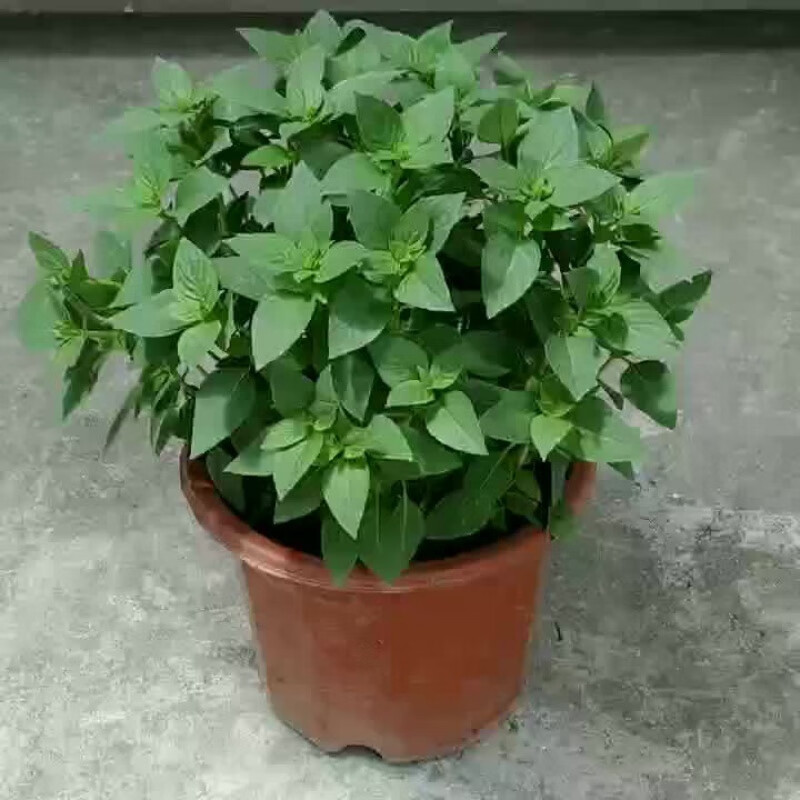 花农氏九层塔金不换罗勒盆栽可食三杯鸡香料紫苏薄荷水培绿植迷迭香