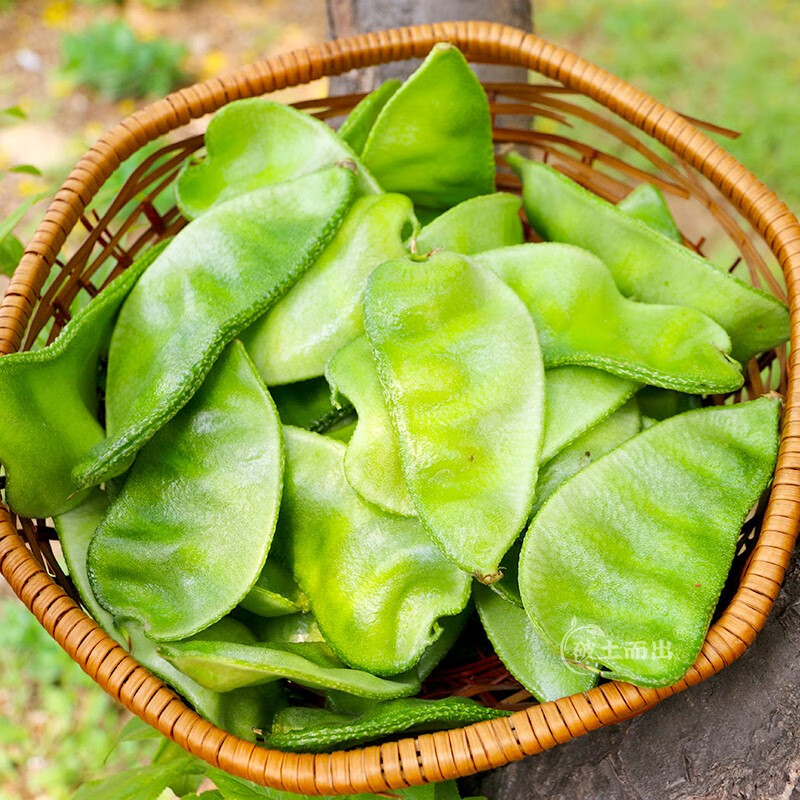 神禾适合春天种的青菜种子籽蔬菜品种大全春季阳台盆栽家庭种植 猪