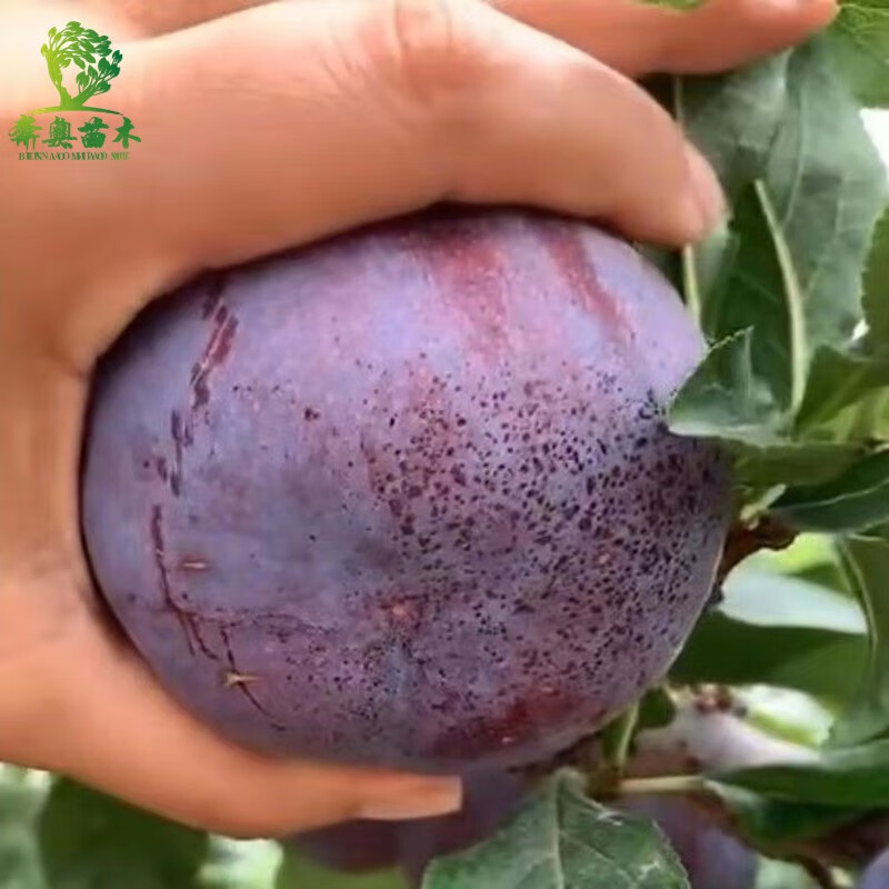 南北方种植 果树苗 李子树 果苗 黑霸王李子 2年苗