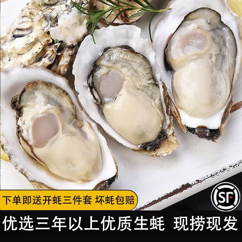 鲁禧 乳山生蚝鲜活6XL特大牡蛎 山东地标产品 新鲜海蛎子 刺身级生蚝 【尝鲜】4XL号5-6枚装属于什么档次？