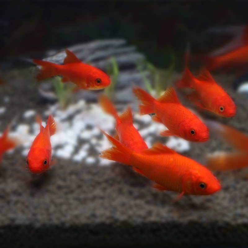 琅河水族 小型草金鱼活体鱼 锦鲤活鱼淡水冷水练手闯缸鱼 宠物观赏鱼