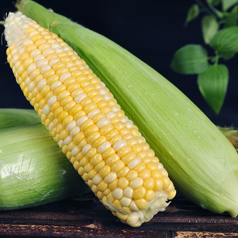 中鲜生水果玉米新鲜甜玉米 云南新鲜玉米茄果瓜蔬菜生鲜蔬菜 净重3斤 【单根300g+】金银水果玉米品质装