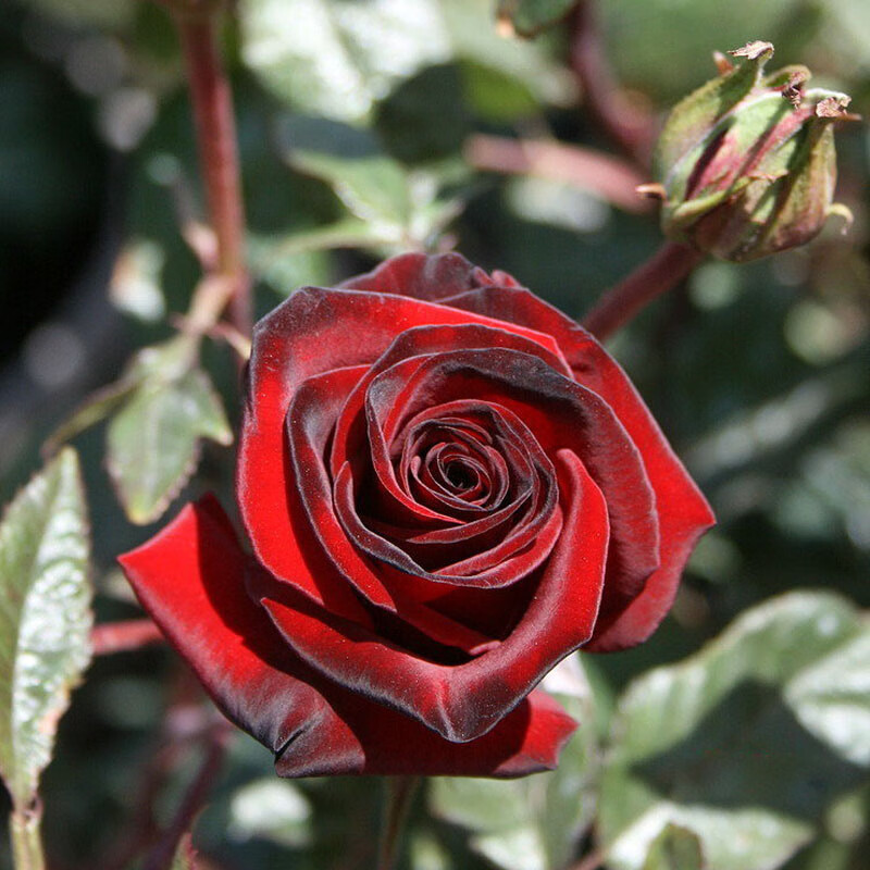 春沭黑魔术月季花苗盆栽暗红色花瓣丝绒感强玫瑰阳台庭院四季花卉植物