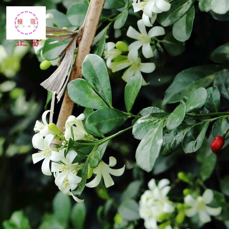 九里香种子九树香 千只眼阳台室内四季易种庭院盆栽植物种籽 半斤