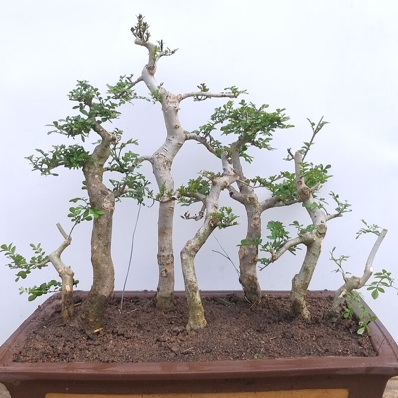 素蜜对节白蜡丛林花卉造型耐旱阳台庭院盆景小苗组合绿植易成活 随机