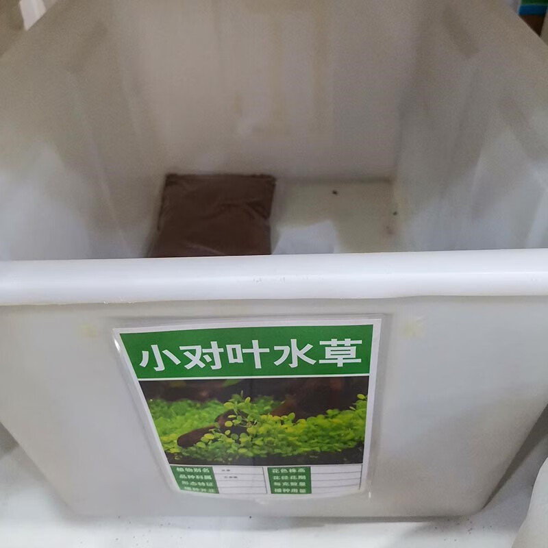 芗苒小对叶水草种子四季水生植物花籽种籽籽 小对叶水草种子一两