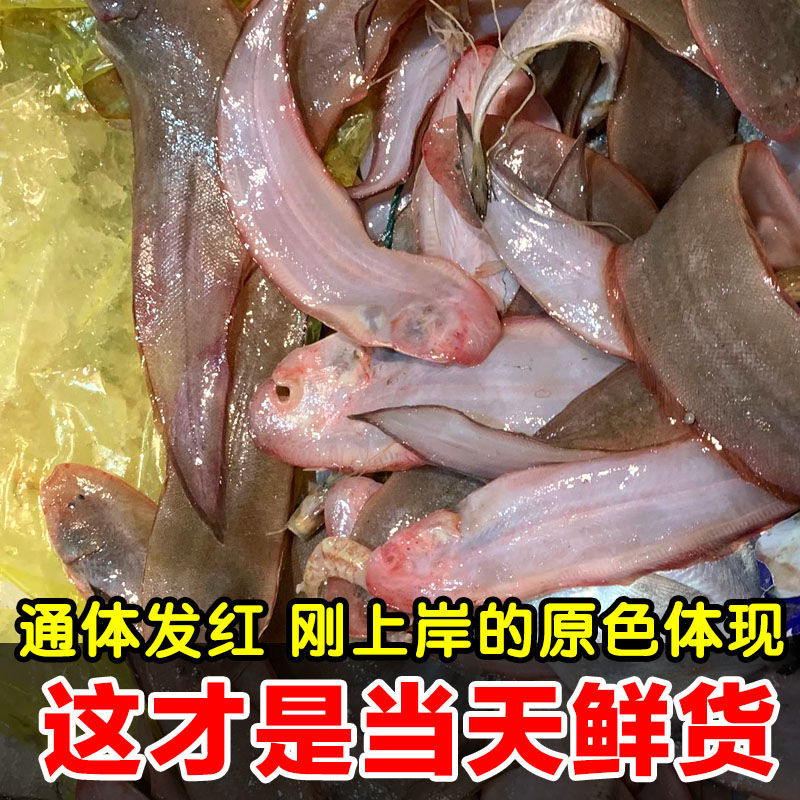 【现捕现发】新鲜龙利鱼小踏板鱼小舌头鱼鳎目鱼海捕牛舌鱼 【当天鲜