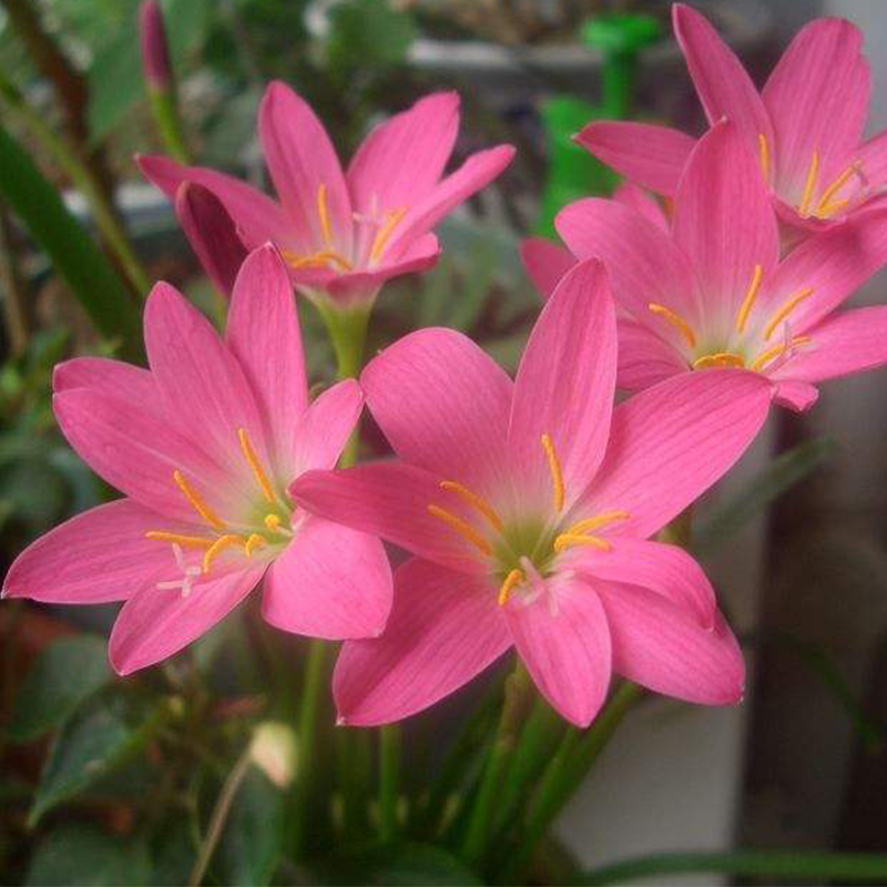 韭菜兰花 韭菜兰葱兰风雨兰花苗韭菜兰绿植种球盆栽花卉庭院花坛植物