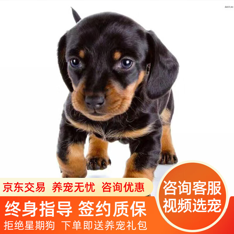 拾爱腊肠幼犬活物纯种小狗仔幼崽 黄棕色陨石色黑铁包金迷你小型犬