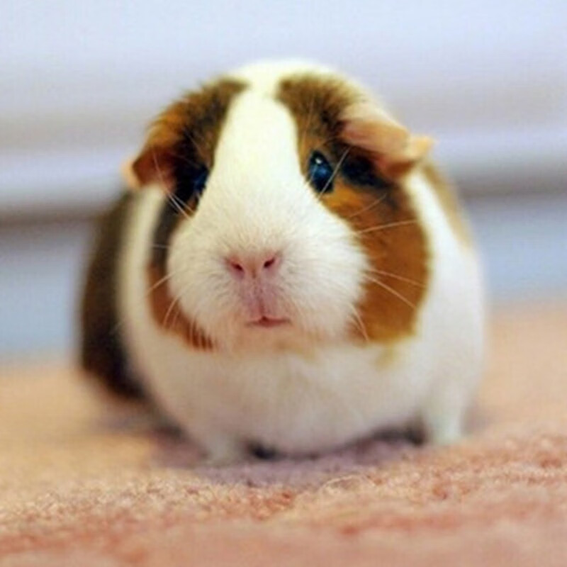 朴彩(pucai)自家繁殖荷兰猪幼崽宠物活体宝宝天竺鼠鼠活物健康包运输