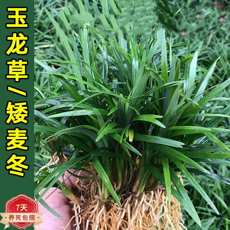 玉龙草日本矮麦冬草别墅园林绿化草苗草平真草皮庭院草坪d7 1平方净草