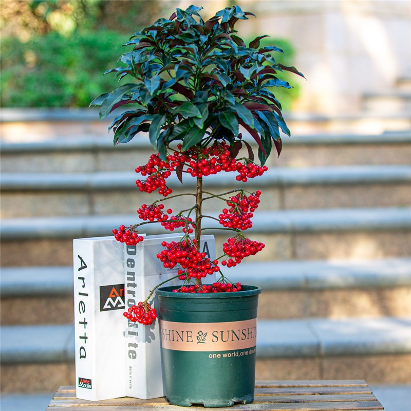 盆栽室内花卉观果植物金玉满堂观赏花卉 80-90厘米高 不带盆