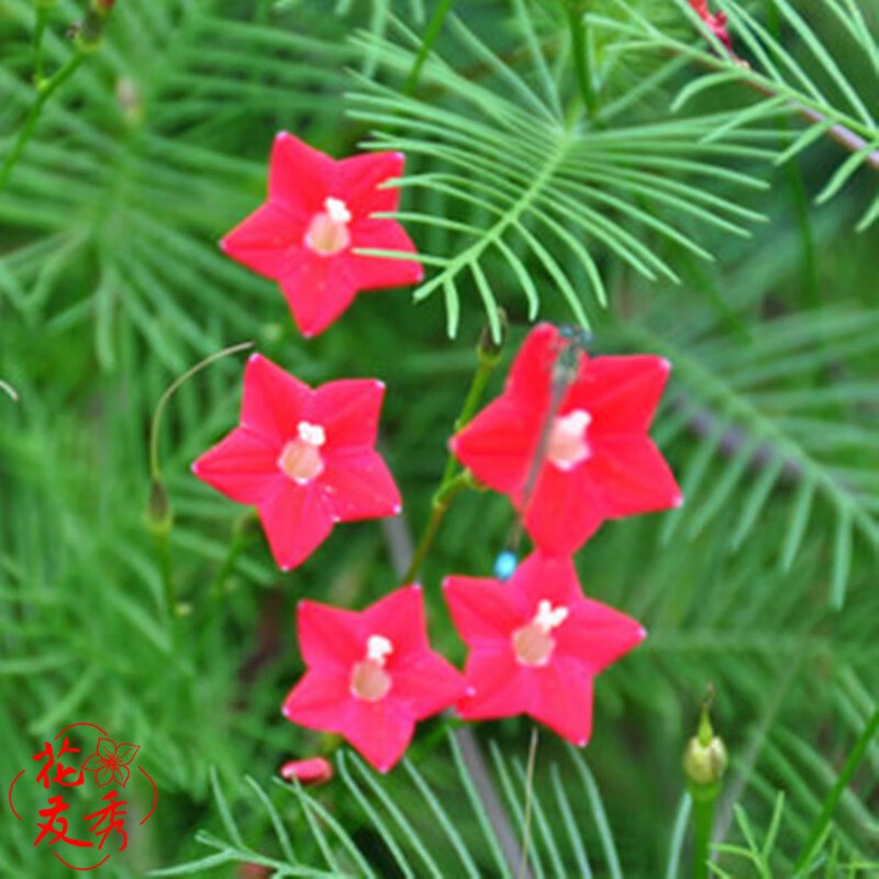 开花不断花种籽 羽叶茑萝种子混色 羽叶茑萝种子30粒