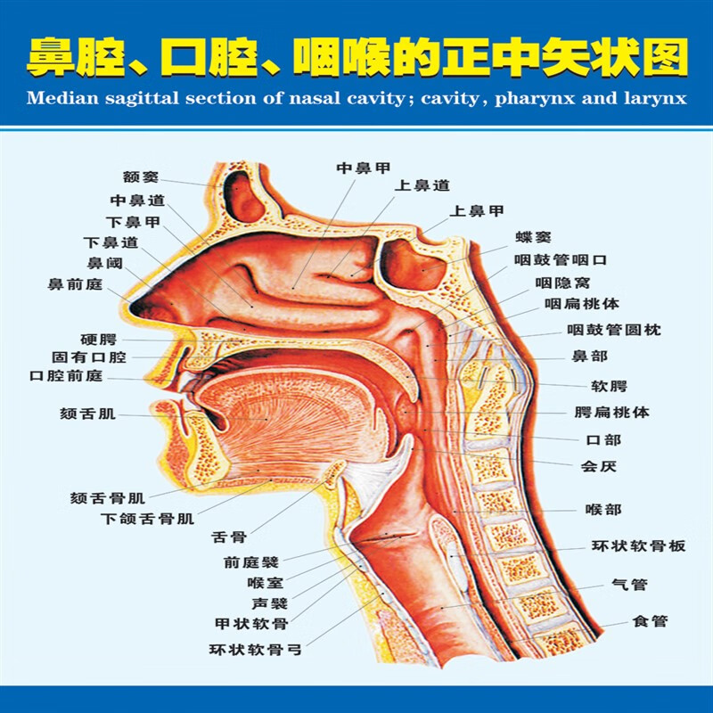 喉咙结构图解图片