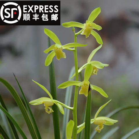 勋狸粑浓香型兰花翠定荷素蕙兰兰草窗台书房客厅绿植盆栽 五苗连体