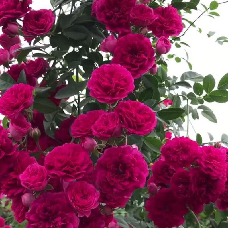 苗七里香盆栽爬藤植物浓香四季甜蜜红木香花苗蔷薇攀援花卉 红色木香