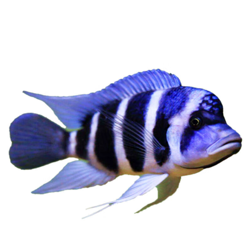 墨一三湖鲷鱼观赏鱼1慈鲷马鲷坦鲷非洲王子热带观赏鱼好养体耐 非洲
