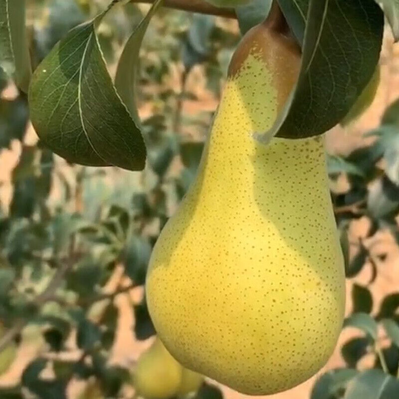 芷蕾特大阿巴特梨树苗嫁接梨苗全国易种耐寒易活高产盆栽地栽当年