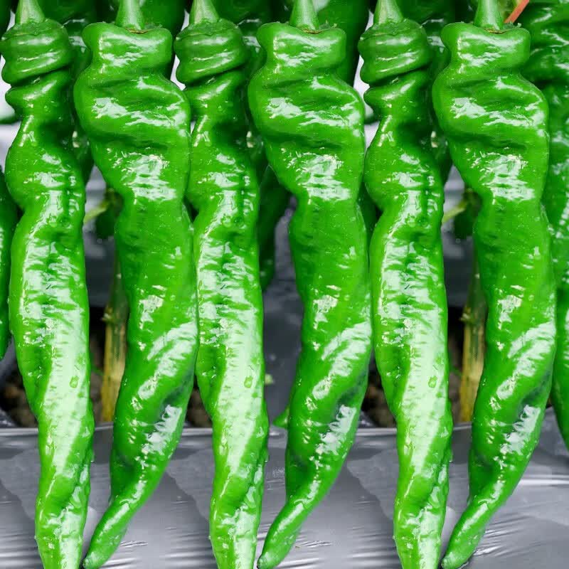 螺丝将军辣椒种子 50粒/袋