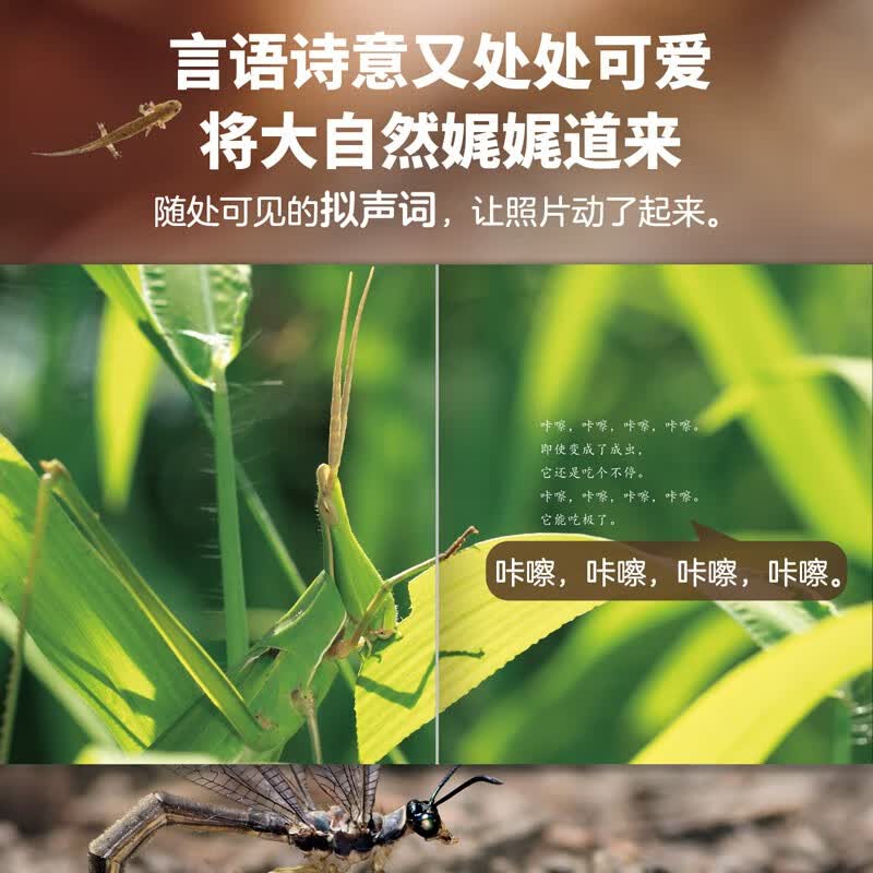 生命的故事 第2辑10册 高清实拍昆虫动物世界 蚕 蝉 蟋蟀 蜗牛 蚱蜢 自然生命简史历程百科绘本 3-6岁儿童科普图书《人民日报》推荐 生命的故事 第2辑10册