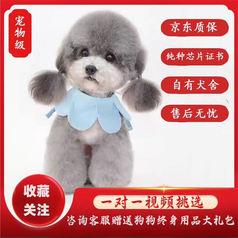 咯咪纯种灰色泰迪宠物狗活体灰泰迪狗活犬小型犬小泰迪幼犬贵宾犬 宠物级怎么样,好用不?
