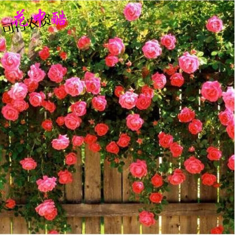 花中酷  蔷薇花种子 阳台多年生盆栽四季播易种  蔷薇种子 奥赛娜200粒种子