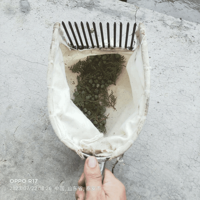 摘柏树籽工具摘酸枣工具自动酸枣神器摘柏籽神器采摘神器山枣新款