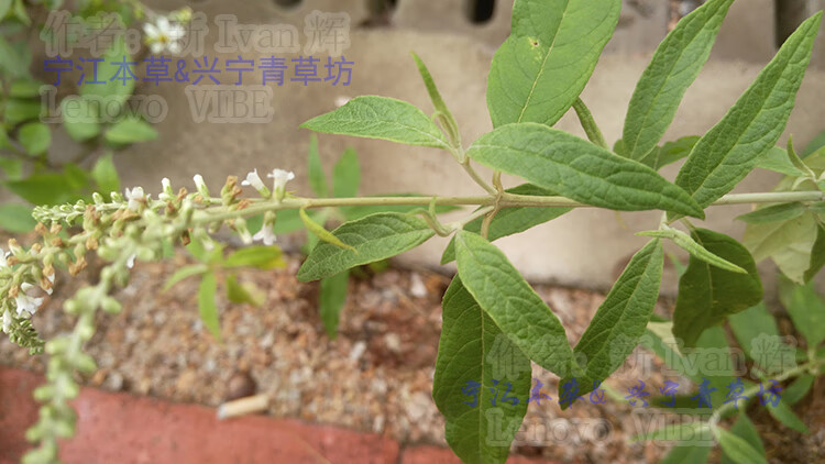 姒桀新鲜白背枫野生驳骨丹独叶埔姜白花洋泡山埔姜草药