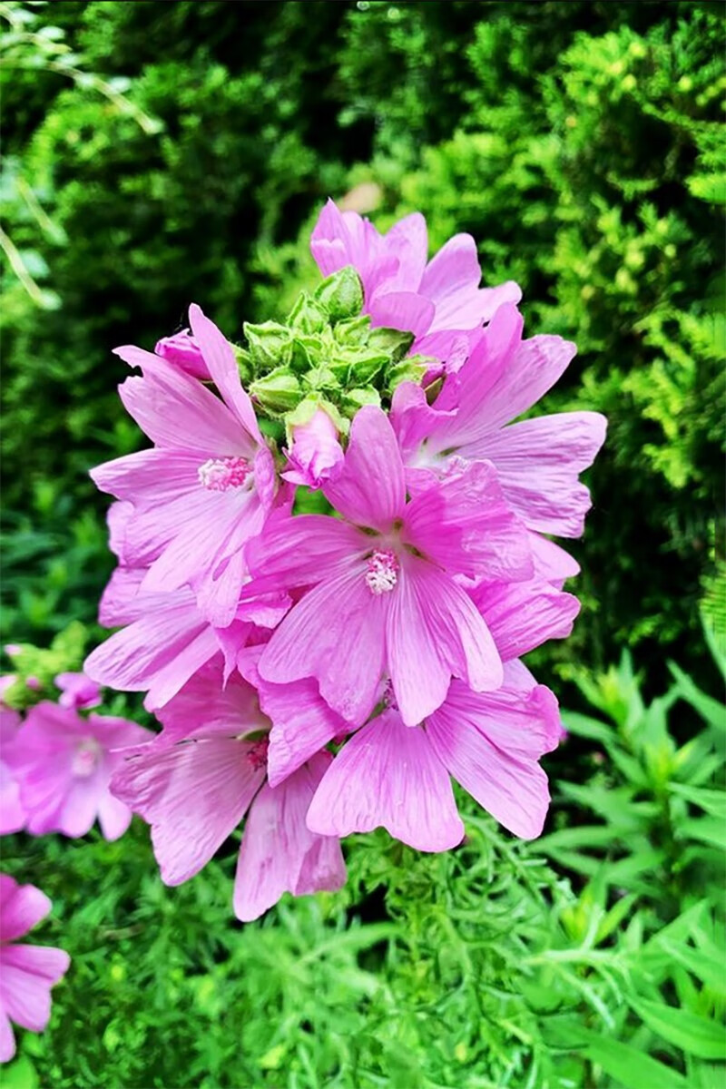 楓隅锦葵种子山锦葵种籽观花种孑 锦葵种子半斤