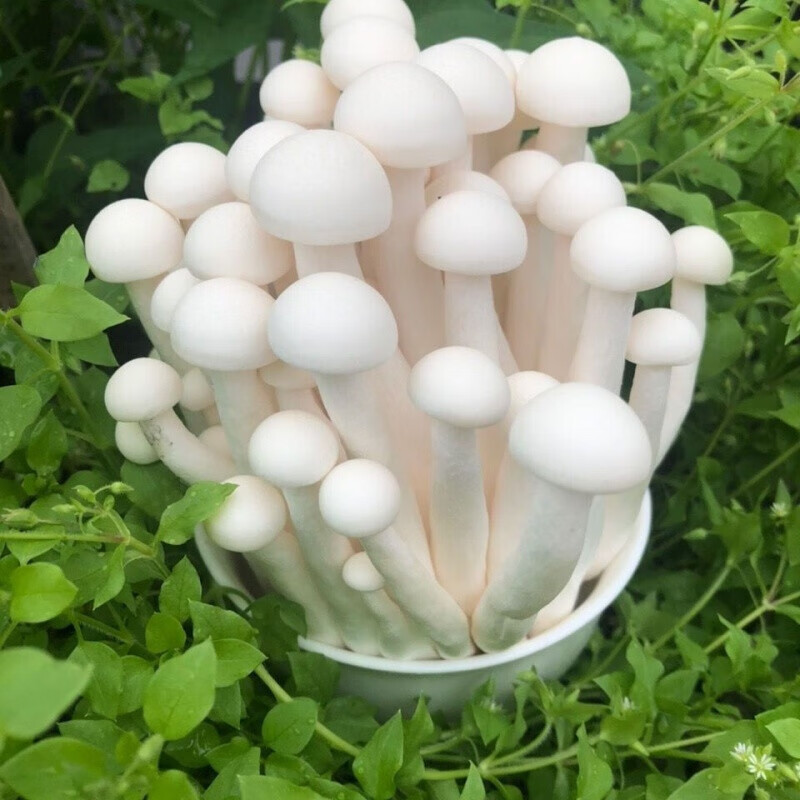 果理新鲜海鲜菇食用菌菇白玉菇3斤装生鲜