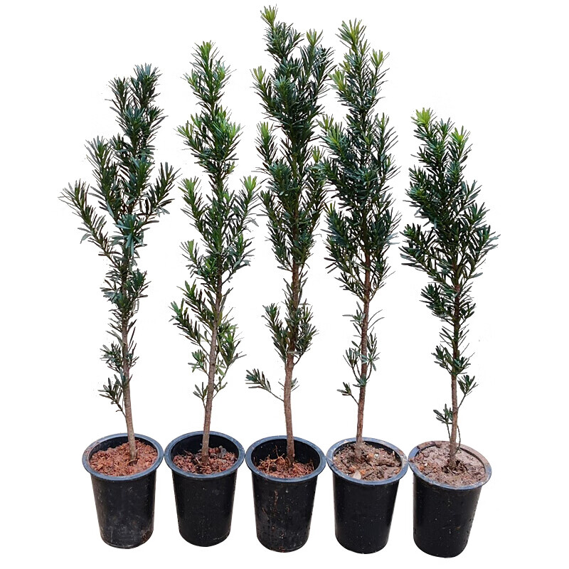 御卉阁雀舌罗汉松盆景树苗大叶小米雀舌罗汉松阳台庭院罗汉松树苗好养