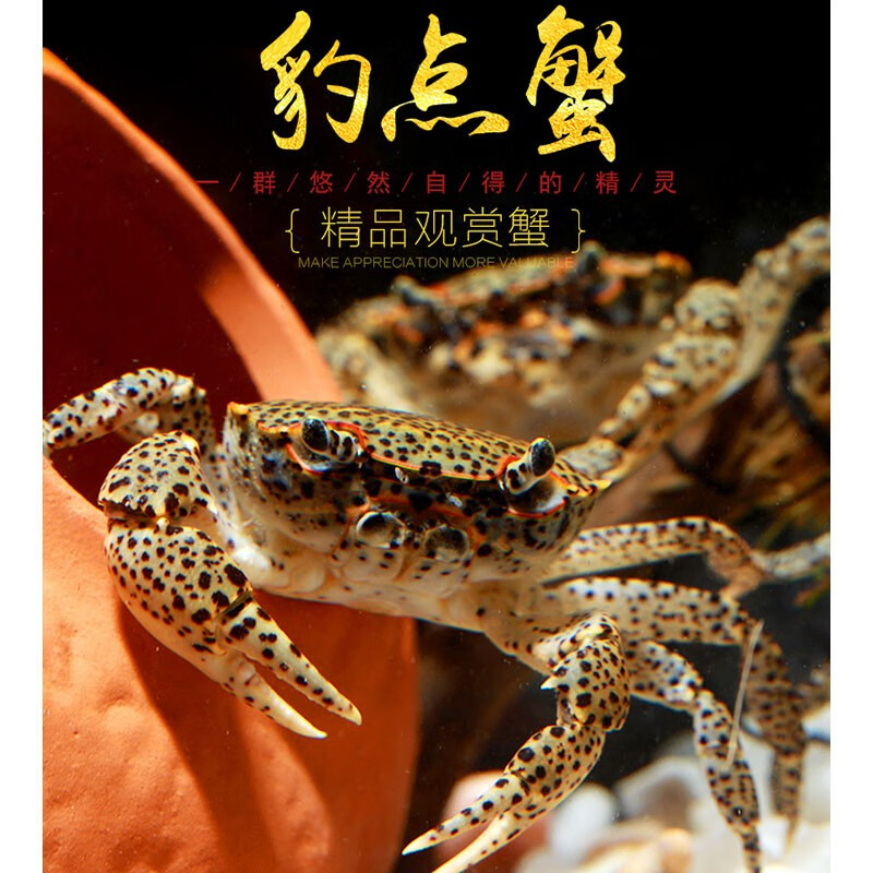 朴彩(pucai)原生豹点蟹豹纹芝麻蟹淡水观赏宠物螃蟹深水虾蟹活体草缸